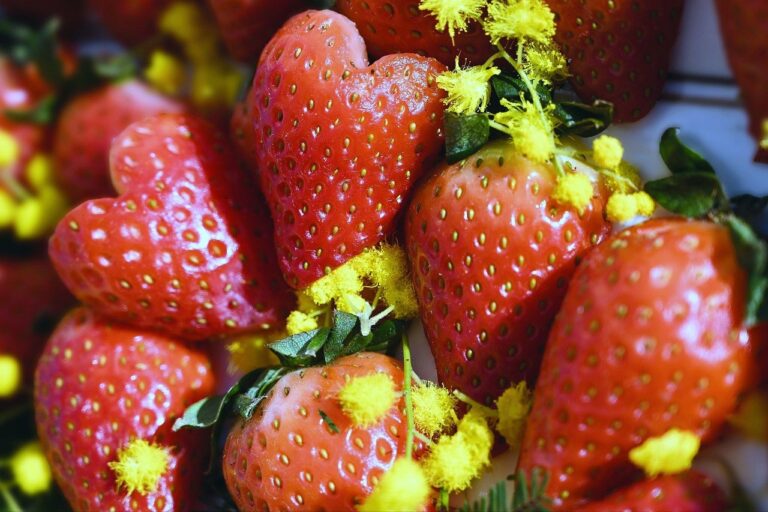 La fraise Gariguette: Un allié santé inattendu pour les femmes